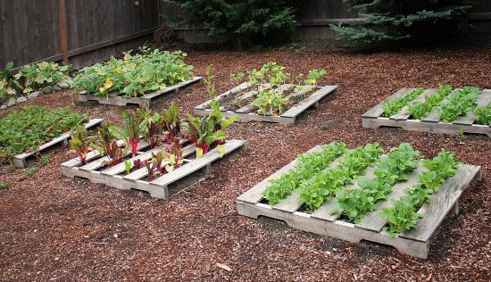 Source: Pallet Raised Beds