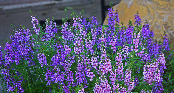 Year Round Flowers 4