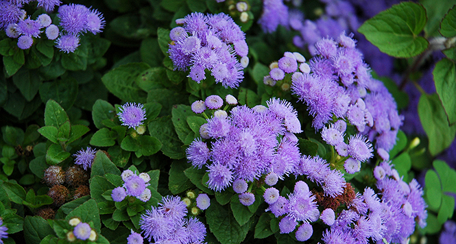 Year Round Flowers 6