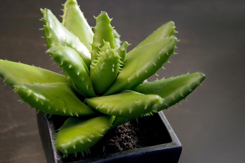 aloe-vera-plant