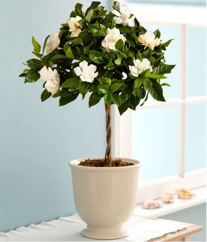 growing-gardenia-in-pots