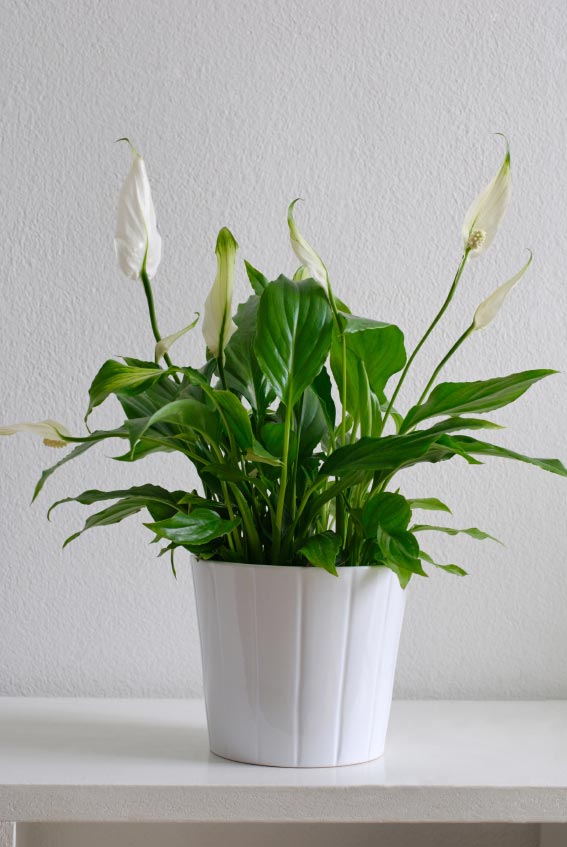 peace-lily