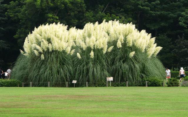 Pampas Grass 7