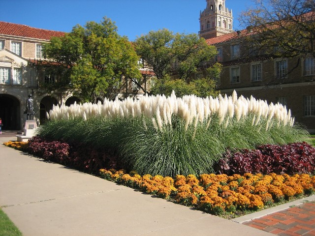 Pampas Grass 8