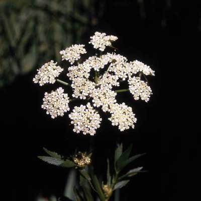 11-Water Hemlock