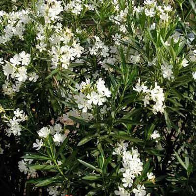5-Oleander