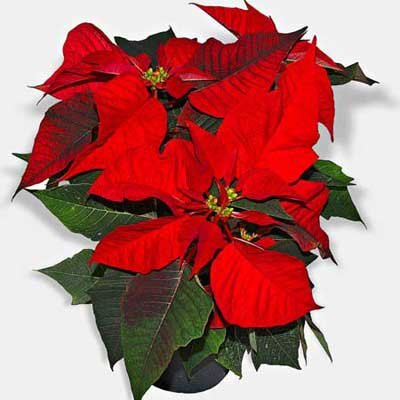 6-Poinsettia