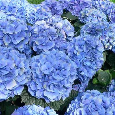 9-Hydrangea