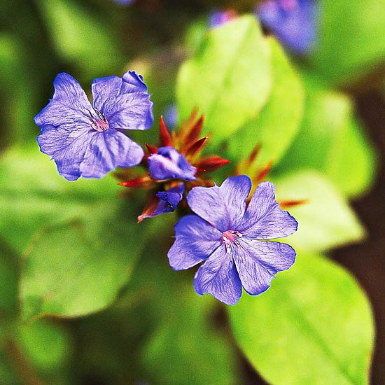 Aut Leadplant