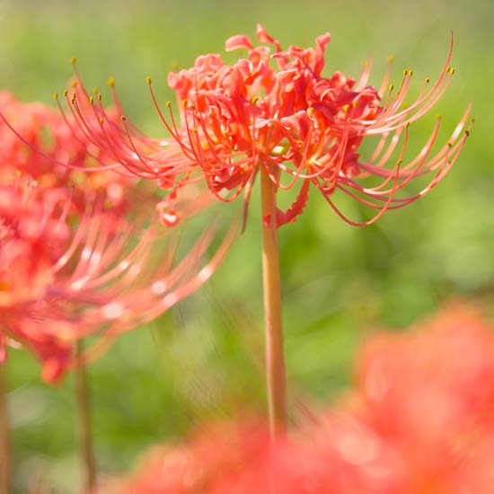 Aut Red Spider Lily