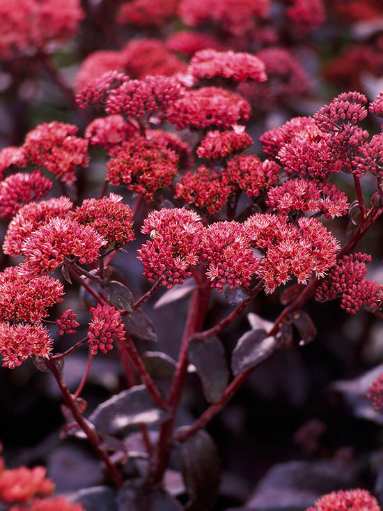 Aut Sedum