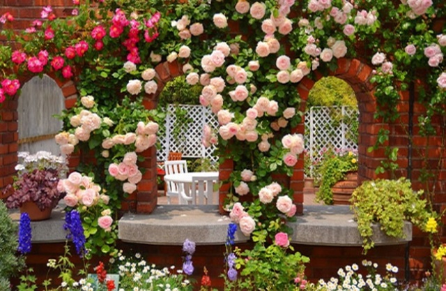 Climbing Roses 1