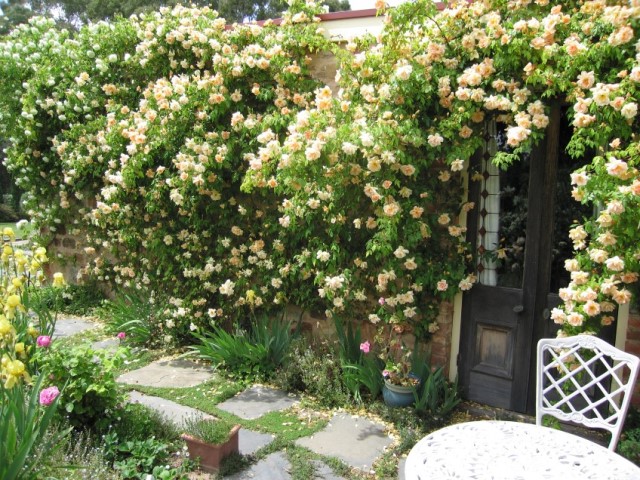 Climbing Roses 11