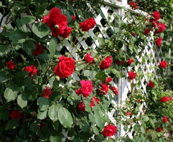 Climbing Roses 2