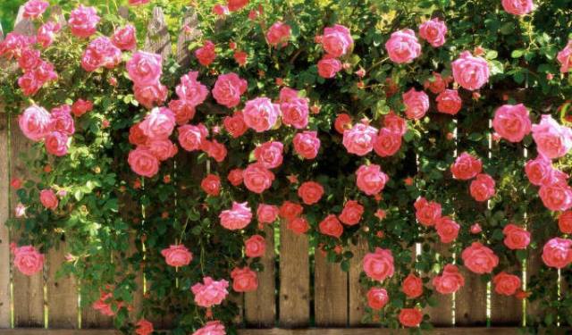 Climbing Roses 4