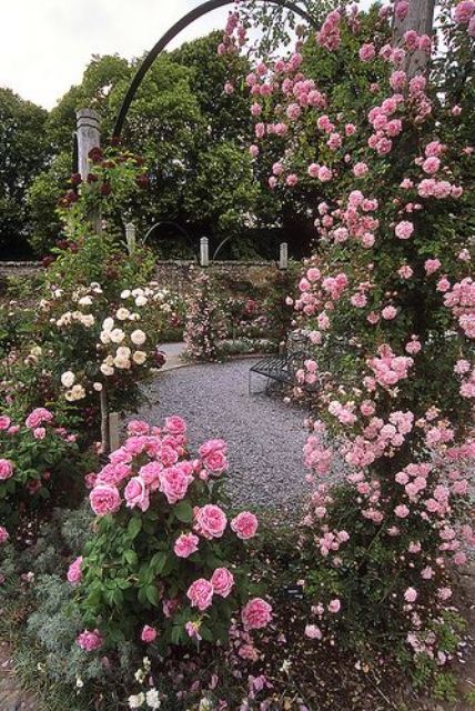Climbing Roses 9