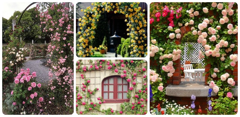 Climbing Roses Feat