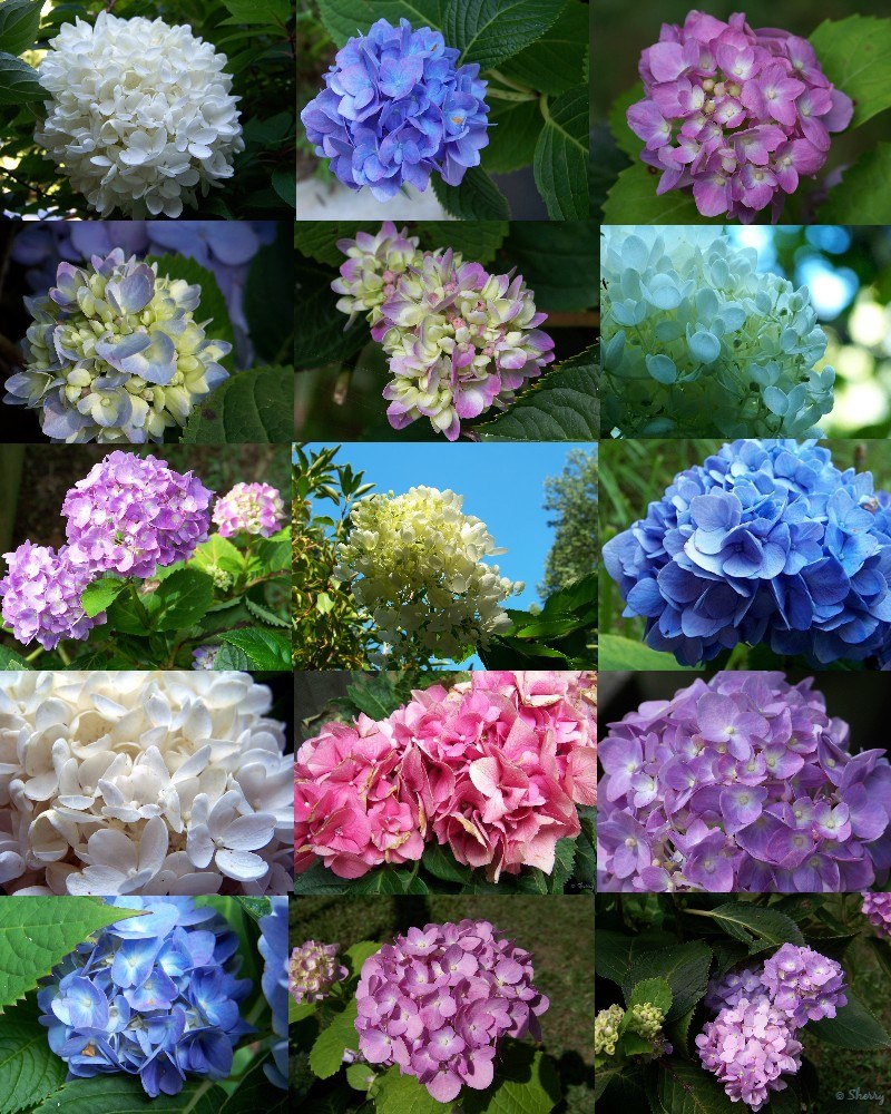 hortensia-3
