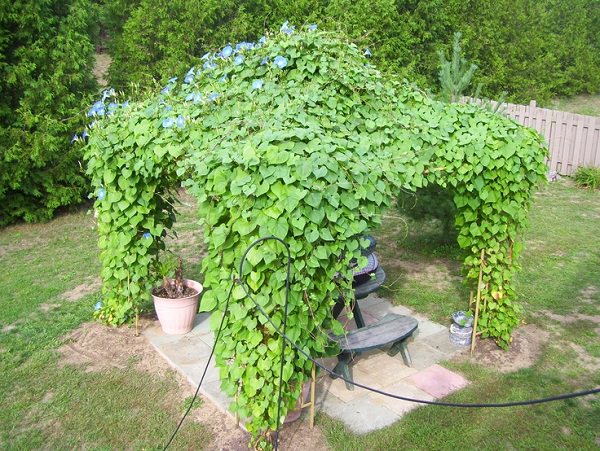 pergola-plants-12