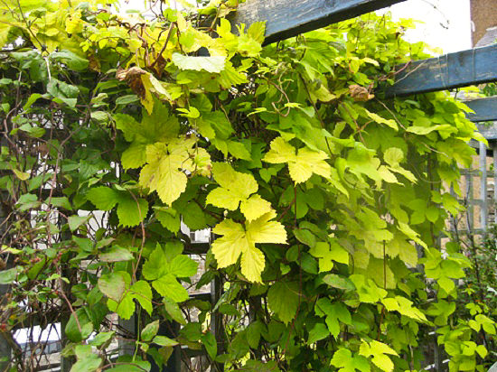 pergola-plants-14