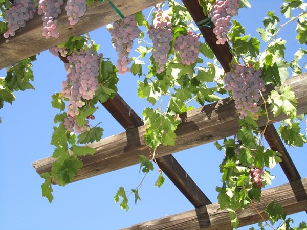 pergola-plants-6