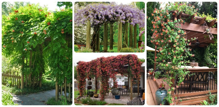 pergola-plants-feat1