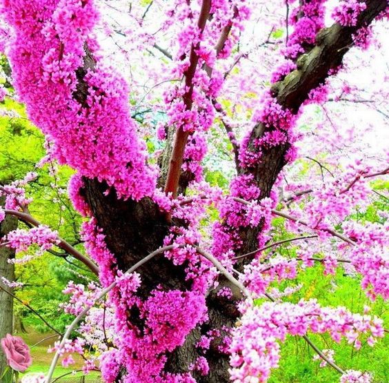 judas-tree-3
