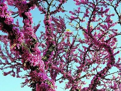 judas-tree-6