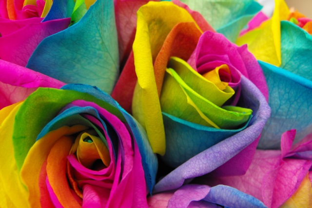 rainbow-roses-2