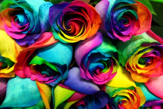 rainbow-roses-6