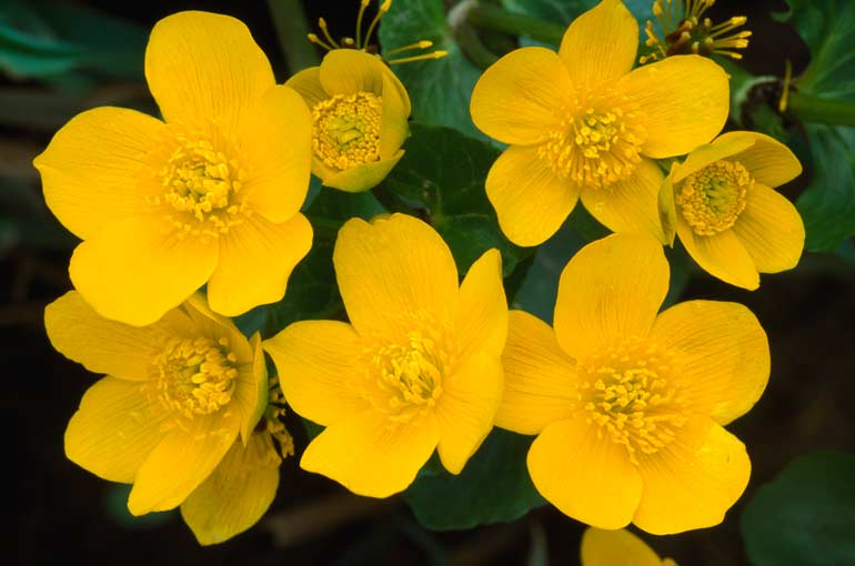 marsh_marigold_thumb5