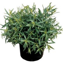 artemisia-dracunculus_2