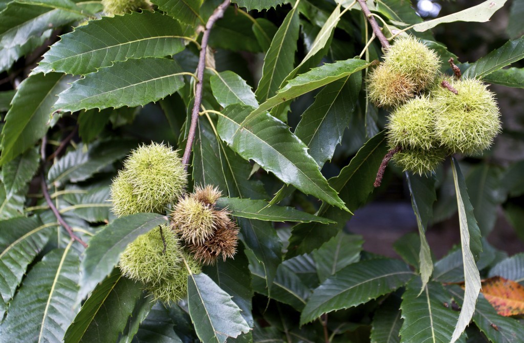 chestnut-tree-1024x671