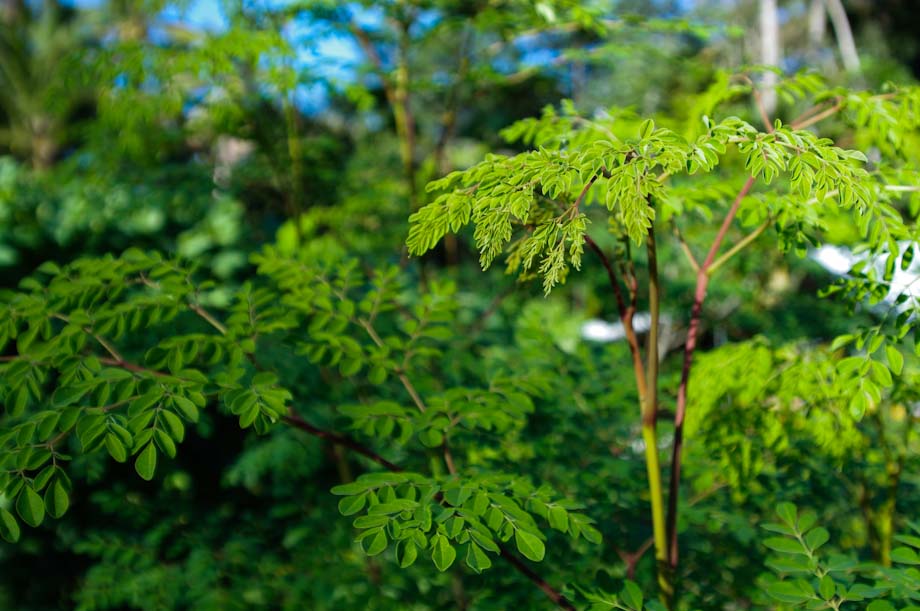 moringa-tree