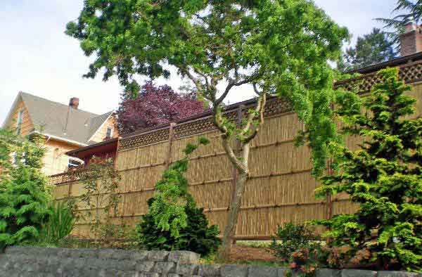 bamboo-fence-9