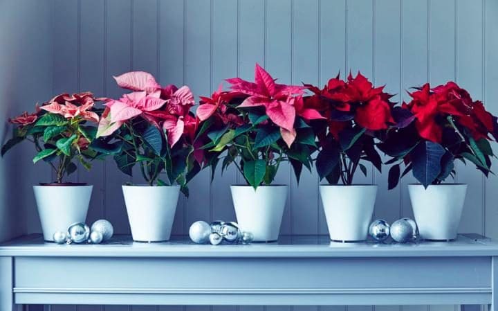 poinsettia-3