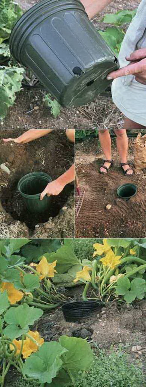 9-Use-The-Pot-To-Water-The-Roots-Easily