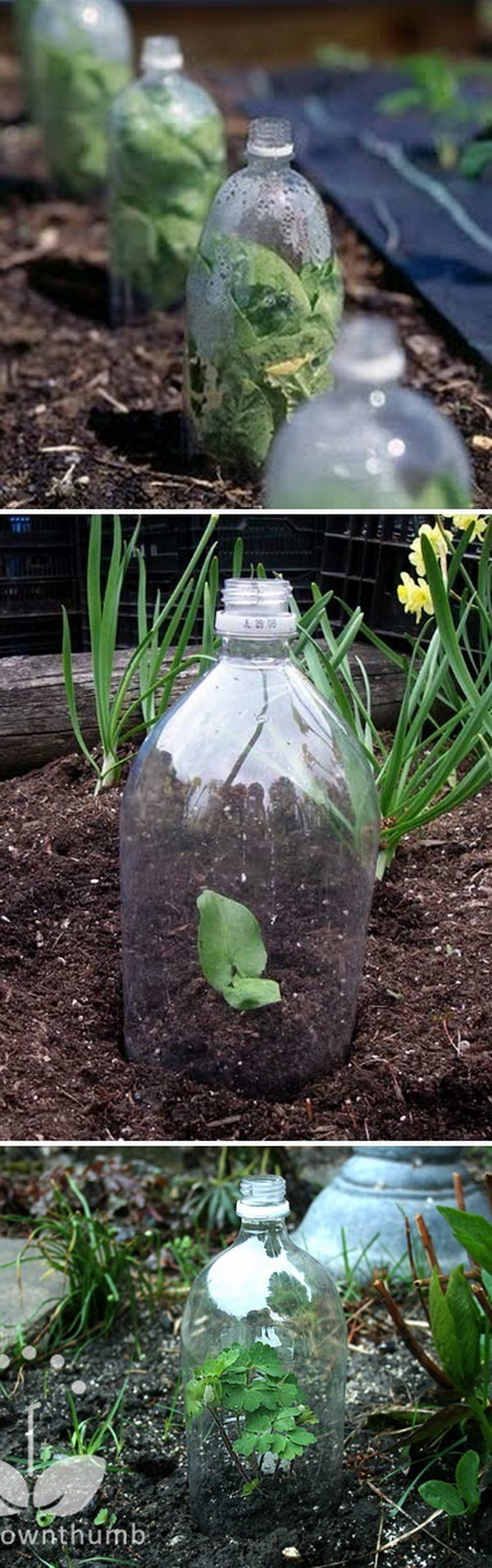 17-Plastic-Bottle-Mini-Greenhouse