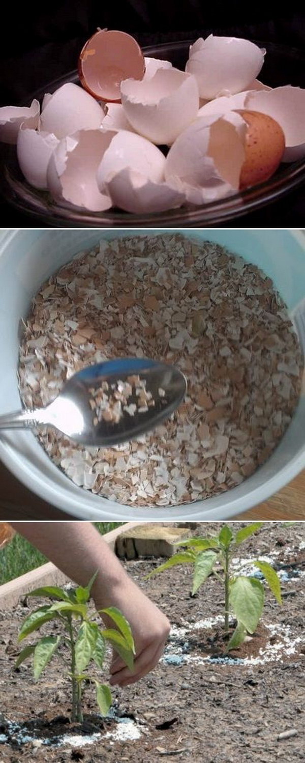 18-Sprinkle-Crushed-Eggshells-Around-Your-Plants-To-Protect-Them