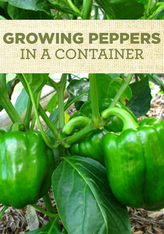 903348889_630000856_l