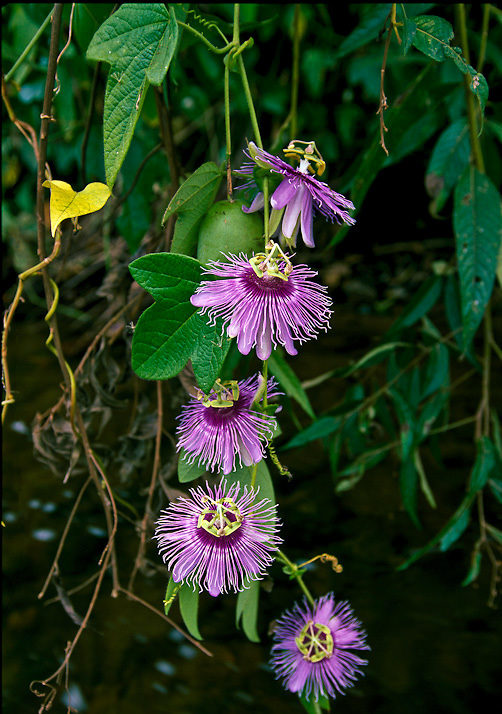 Blossoms of a sleder passion flower vine