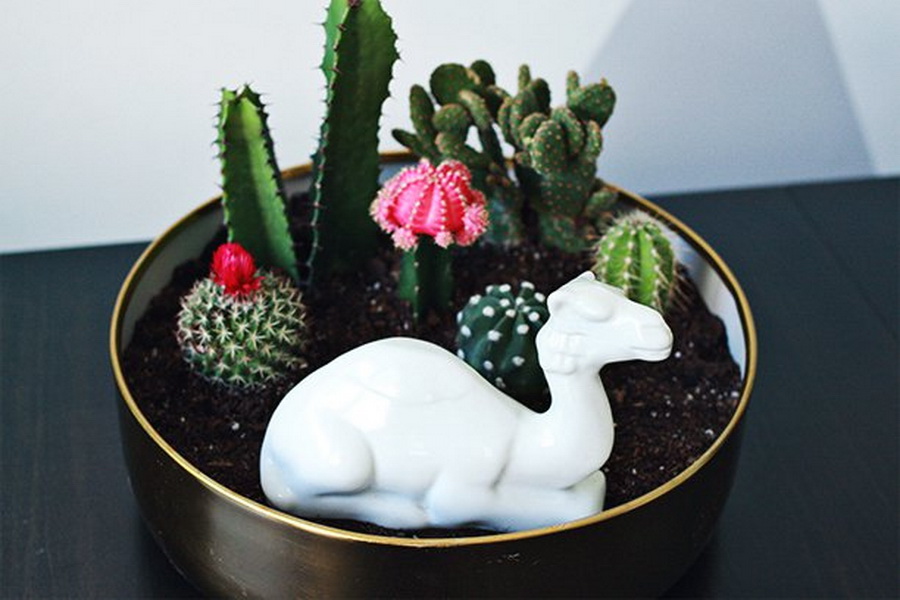 SucculentMiniGarden3