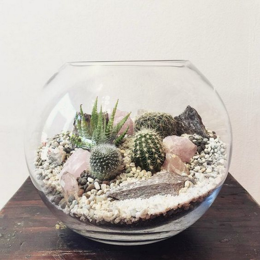 SucculentMiniGarden5