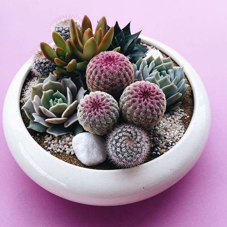 SucculentMiniGarden7