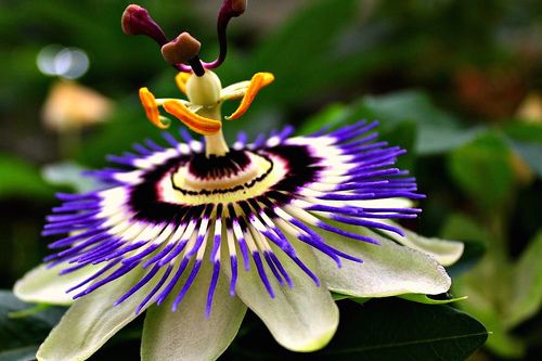 la-passiflora-1