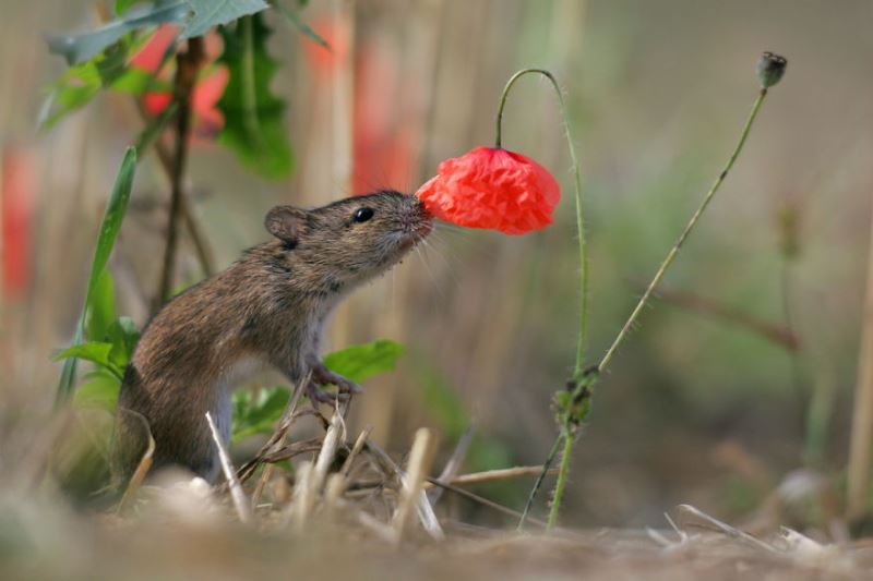 Animal Sniffing Flowers 12