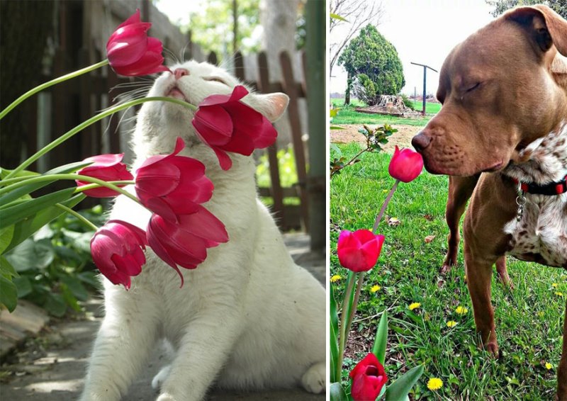 Animal Sniffing Flowers 15