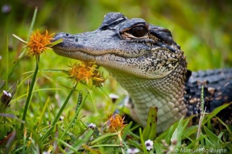 Animal Sniffing Flowers 20