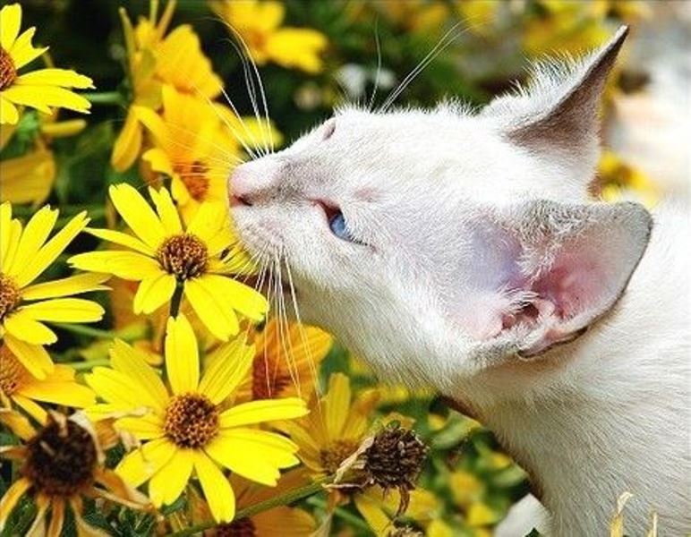 Animal Sniffing Flowers 21