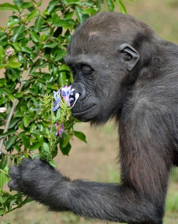 Animal Sniffing Flowers 22